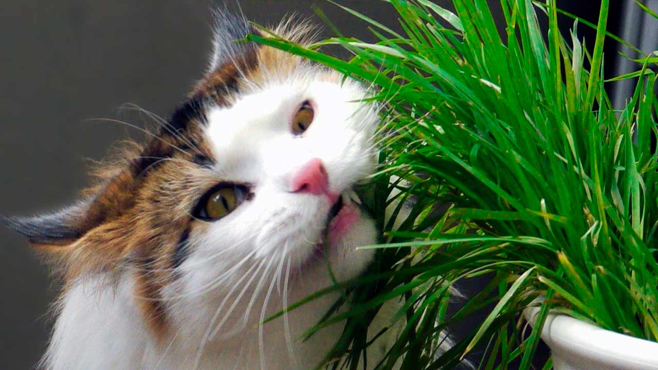 кошка ест цветы